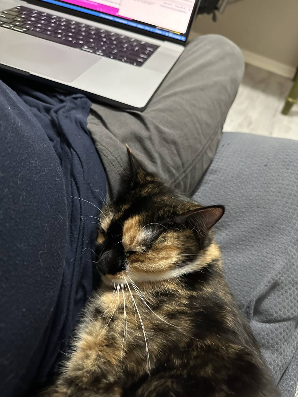 A calico cat sleeps curled up against a leg with a computer in the background