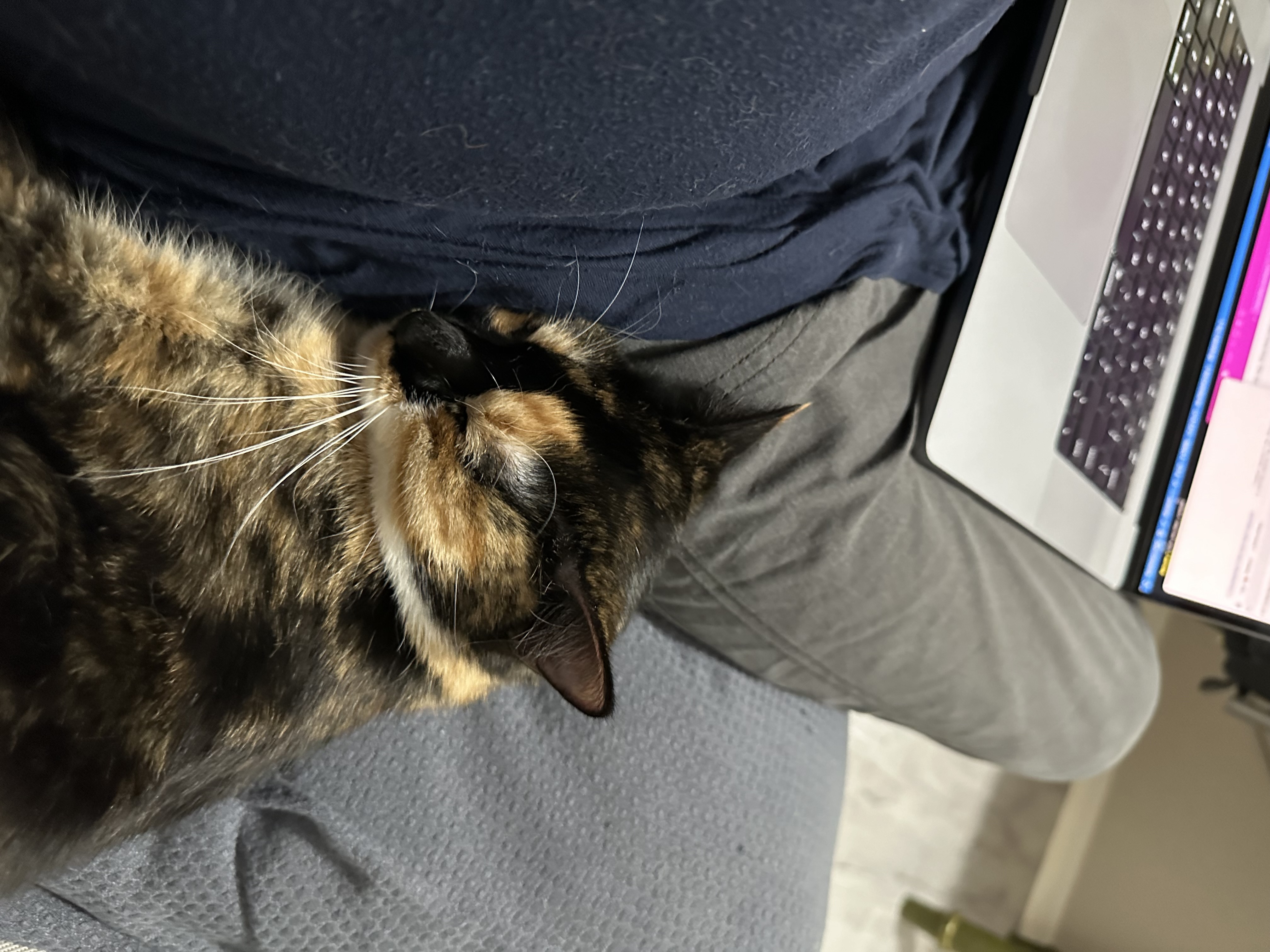 A calico cat sleeps curled up against a leg with a computer in the background